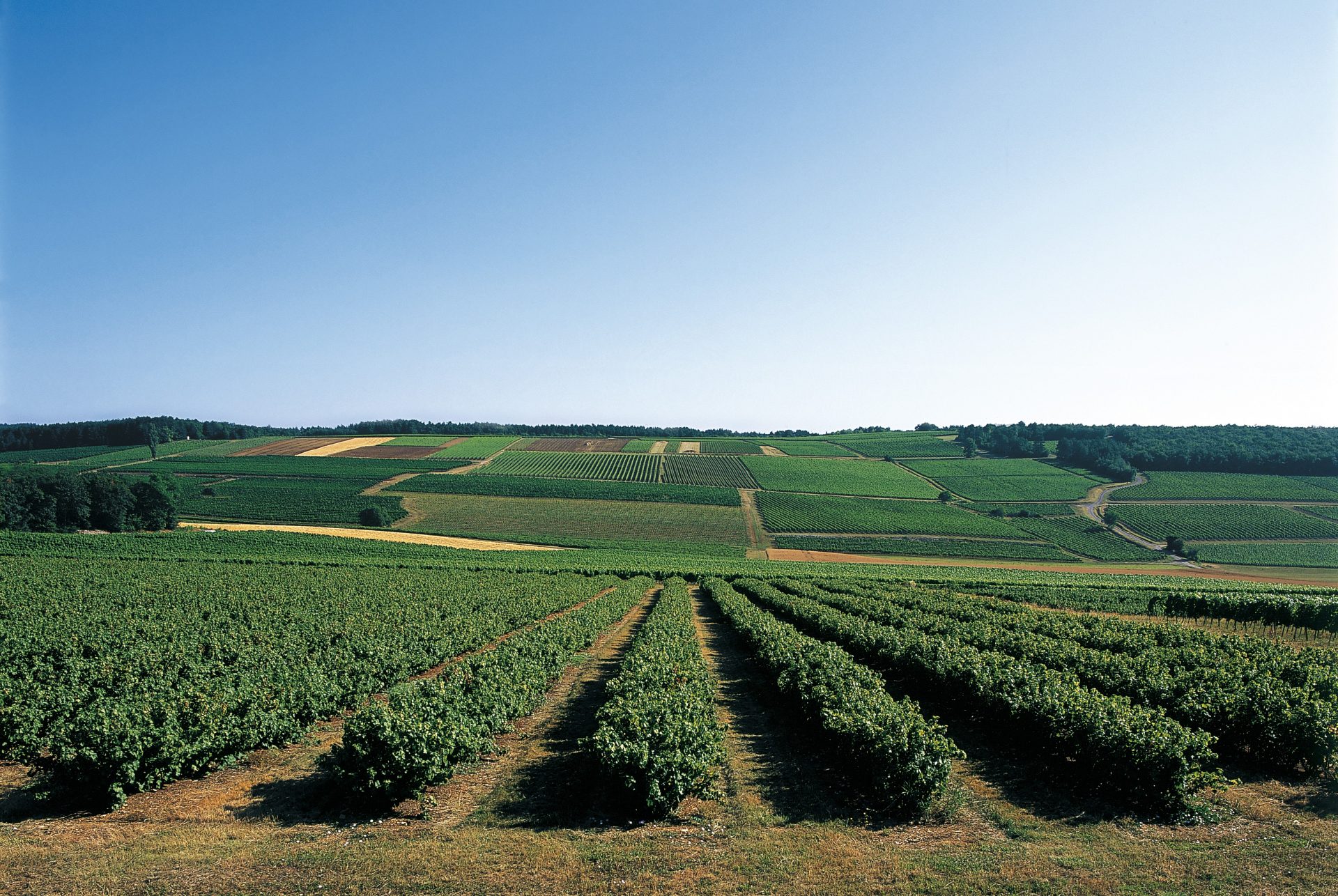 Champ de cassis - Le Cassissium